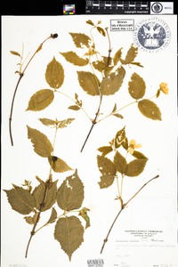 Rhodotypos scandens image