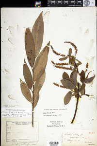 Salix ehrhartiana image