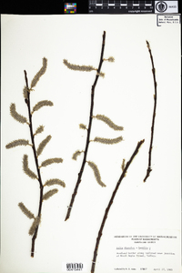 Salix discolor × humilis image