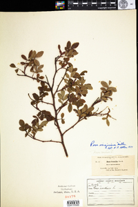 Rosa virginiana image