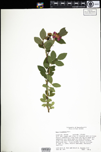 Rosa virginiana image