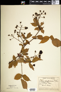 Rubus allegheniensis image