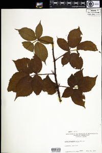 Rubus allegheniensis image