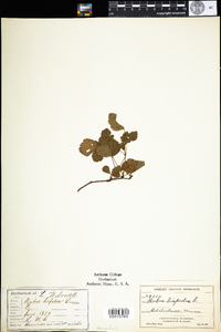 Rubus hispidus image