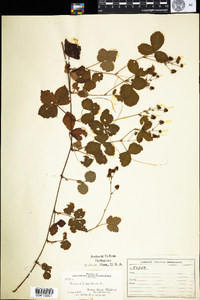 Rubus hispidus image