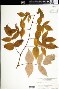 Rubus idaeus image