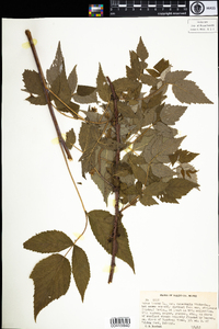 Rubus idaeus image