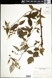 Rubus idaeus image