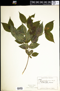 Diervilla lonicera image