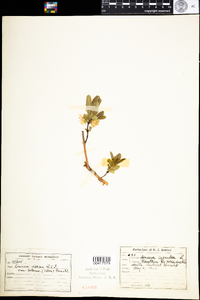 Lonicera villosa var. solonis image