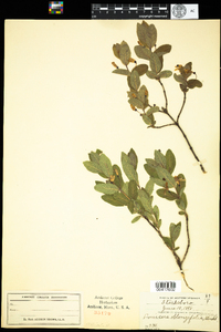 Lonicera oblongifolia image