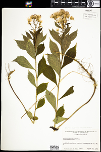 Oclemena acuminata image