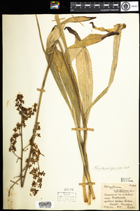Veratrum latifolium image
