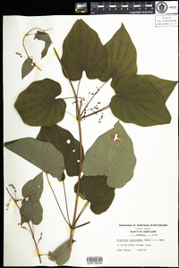Image of Dioscorea quaternata