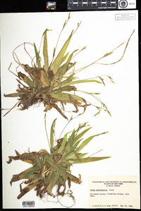 Carex platyphylla image