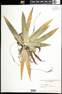 Carex platyphylla image