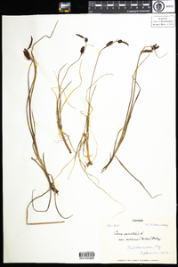 Carex saxatilis image