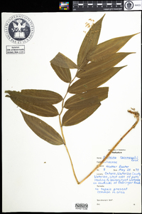 Maianthemum racemosum image