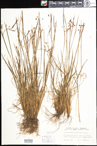 Sisyrinchium fuscatum image