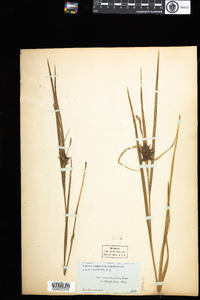 Carex intumescens image