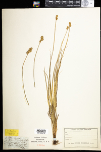 Carex straminea image