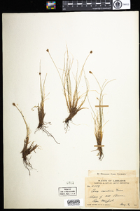 Carex nardina image