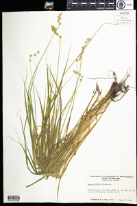 Carex projecta image