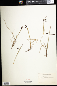 Carex rariflora image