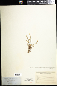 Eleocharis flavescens var. olivacea image