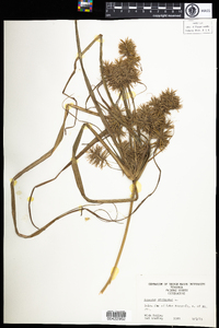 Cyperus strigosus image