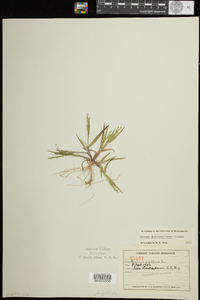 Bromus tectorum image