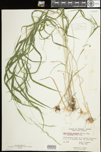 Muhlenbergia glomerata image