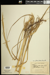 Spartina alterniflora image