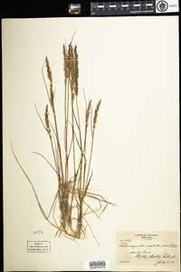 Calamagrostis stricta var. stricta image