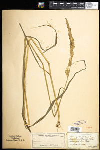 Image of Calamagrostis porteri