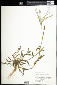 Digitaria sanguinalis image