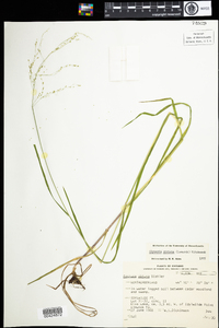 Glyceria striata image