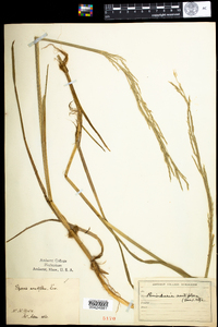 Glyceria acutiflora image