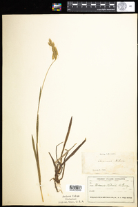 Bromus kalmii image