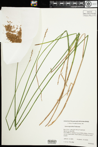 Carex argyrantha image