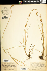 Carex hormathodes image