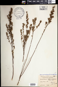 Helianthemum bicknellii image