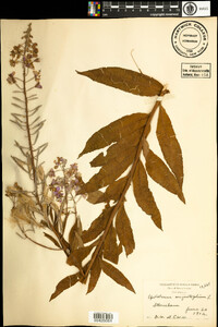 Chamerion angustifolium ssp. angustifolium image