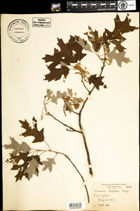 Quercus ilicifolia image