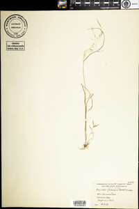 Agrostis perennans image