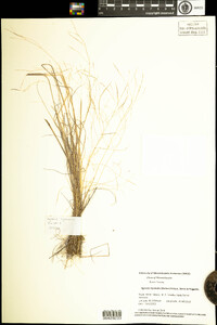 Agrostis hyemalis image