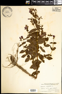 Rhexia virginica image