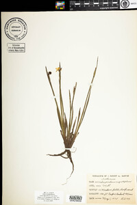 Sisyrinchium angustifolium image