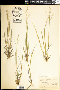 Dichanthelium linearifolium image