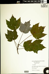 Acer rubrum image